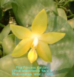 D005 Princess Kuailani 'alba'
