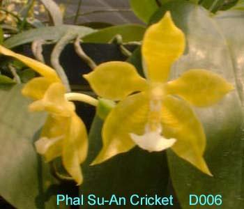D006 Su-An Cricket