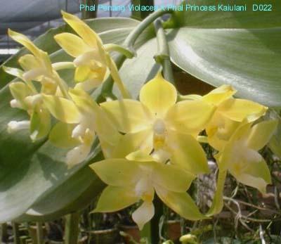 D022PgviolaceaXPrKaiulani