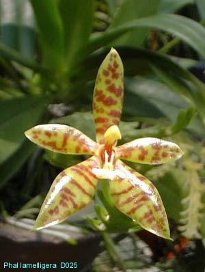 D025 lamelligera