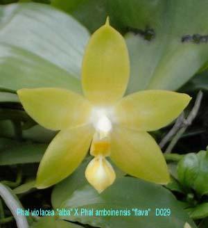D029 Princess Kaiulani 'flava'