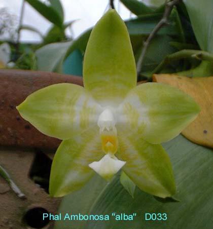 D033 Ambonosa 'alba'