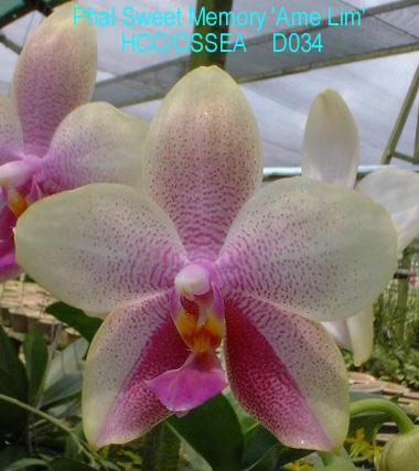 D034 Sweet Memory