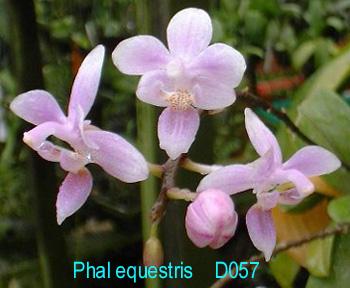 D057 equestris