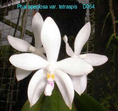 D064 speciosa var.tetraspis