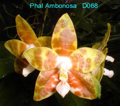 D068 Ambonosa