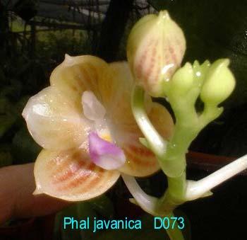 D073 javanica