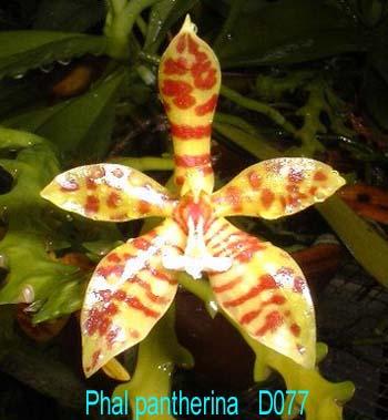 D077 pantherina