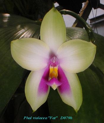 D079 violacea 'Fat'