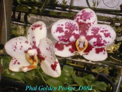 D084 Golden Peoker
