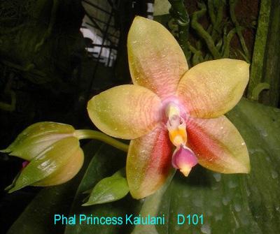 D101 Princess Kaiulani