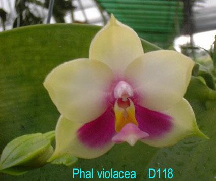 D118 violacea 'DD9'