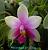 violacea 'LR'