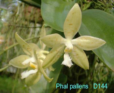 D144 pallens