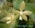 pallens