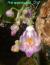 appendiculata