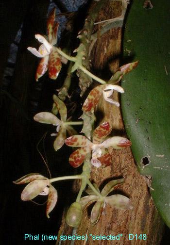 D148 (new species) 'Tops'
