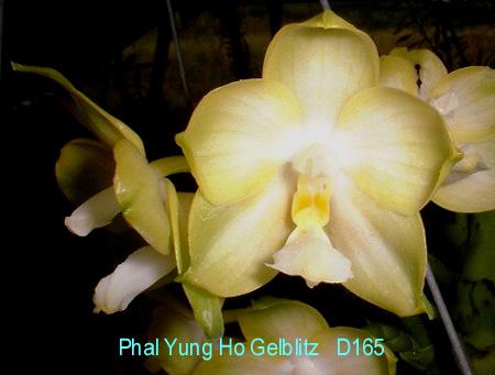 D165 Yung-Ho Gelblitz