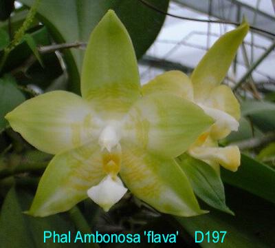 D197 Ambonosa 'flava'