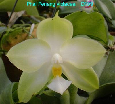 D199 Penang Violacea