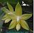 Princess Kaiulani 'flava'