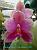 (Betty Leong X violacea)