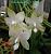 violacea 'alba' 'MO1K'