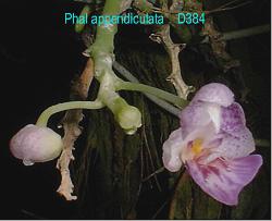 Phal appendiculata D384