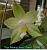 Penang Jewel 'Green'