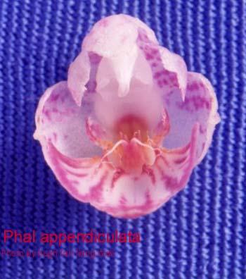 NUS031 appendiculata