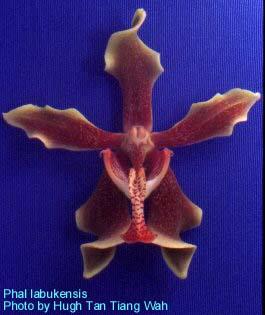 Nus036 labukensis