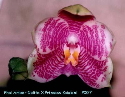 P007 AmberDeliteXPrKuailani