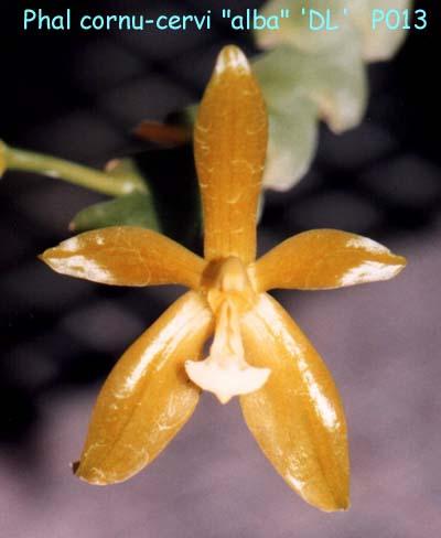 P013 cornu-cervi 'alba'