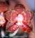 (Amber Delite X amboinensis)
