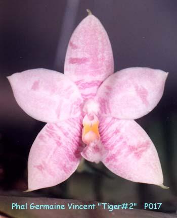 P017 GermVincent Tiger#2