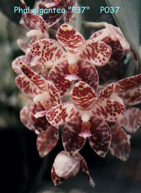 P037 gigantea