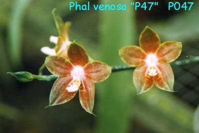 P047 venosa 'Sim'