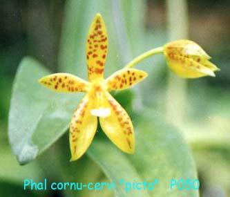 P050 cornu-cervi 'picta'