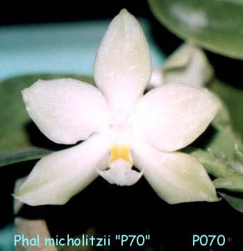 P070 micholitzii