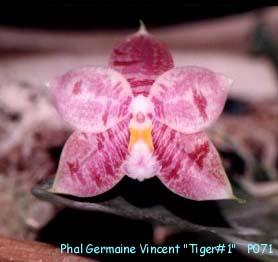 P071 GermVincent 'Tiger#1'