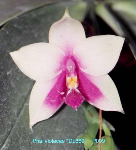 P099 violacea 'DL669'