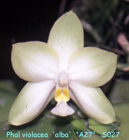 S027 violacea 'MHK'