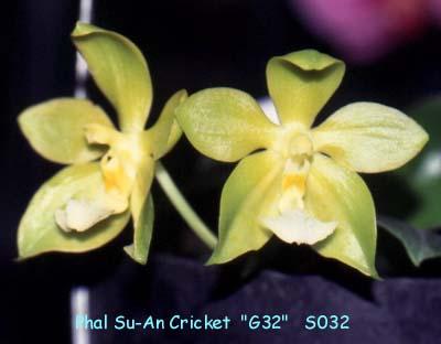 S032 Su-An Cricket