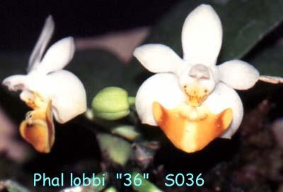 S036 lobbii