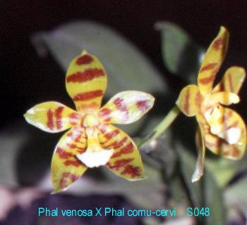 S048 cornu-cervi X venosa