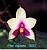 violacea 'S057'