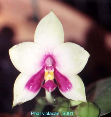 S061 violacea