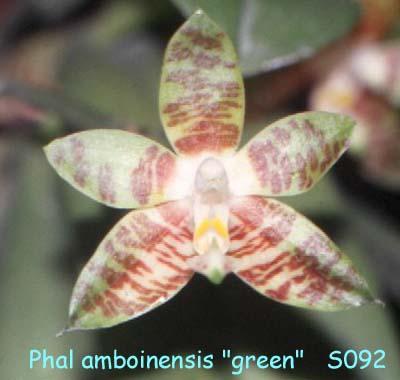 S092 amboinensis 'Green'
