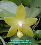 Princess Kaiulani 'flava'T15D029