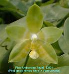 Ambonosa 'flava' T15D031